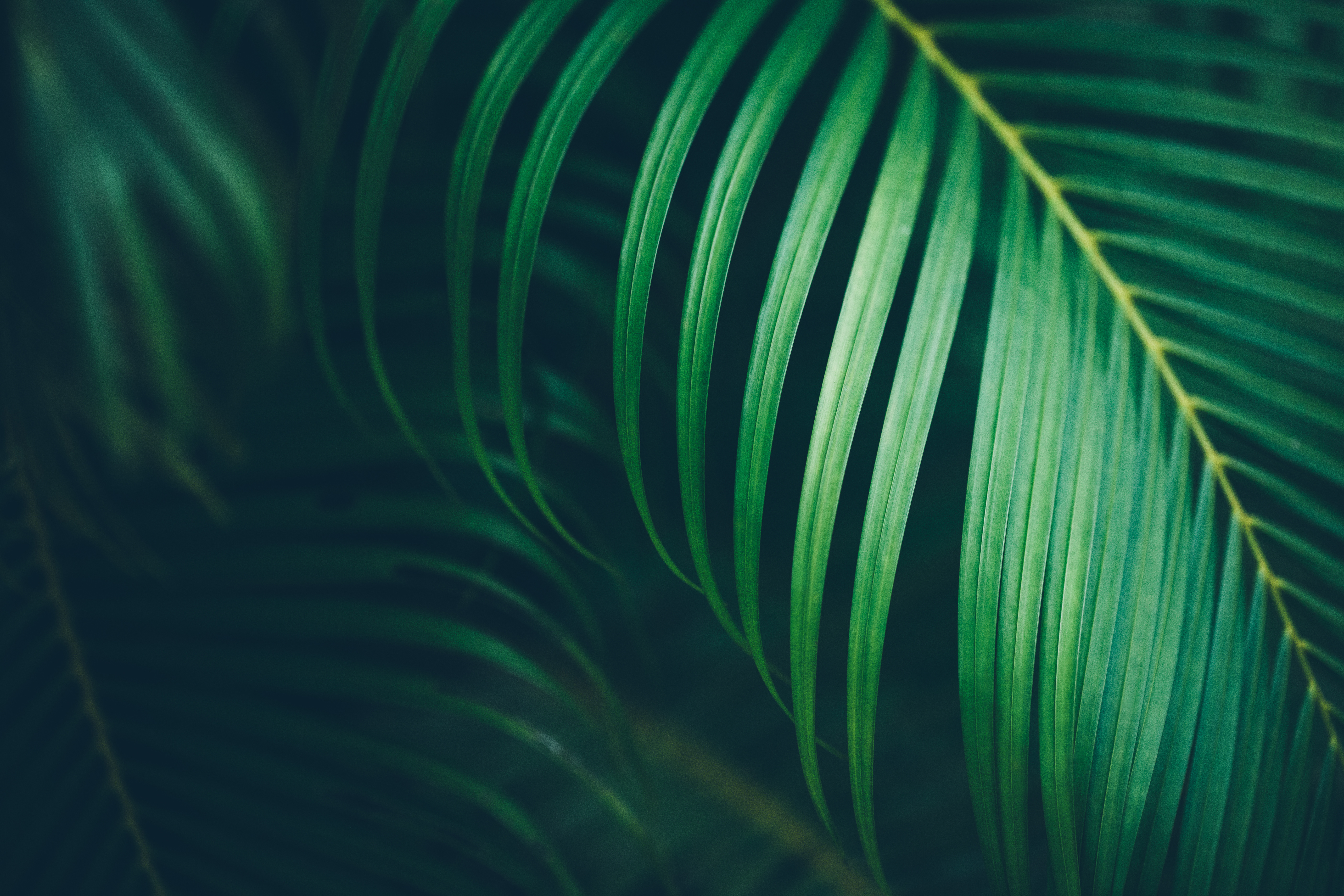 Close-up of a green palm frond against deep shade